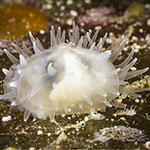 Galeommatidae 03